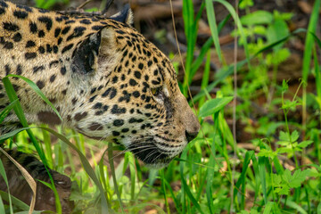 Panthera Onca in the Brazilian pantanal 