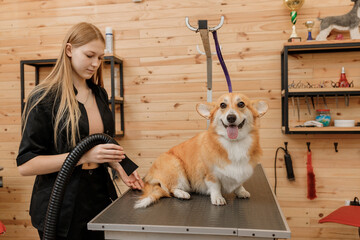 Professional female pet groomer dry Welsh Corgi Pembroke dog fur with a hair dryer after washing in beautician salon. Grooming concept