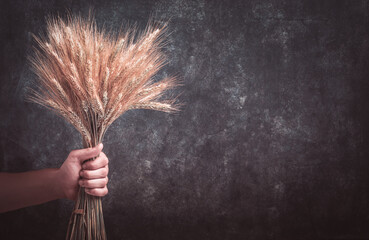 Ears of wheat bouquet in hands of male farmer on grunge dark gray old background. Problems with the...