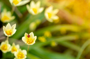 Spring flowers under the rays of sunlight. Ladybug on snowdrops close-up. Beautiful landscape of nature. Hi spring. Beautiful flowers on a green meadow.