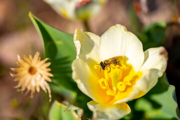Spring flowers under the rays of sunlight. Bee on snowdrops close-up. Beautiful landscape of nature. Hi spring. Beautiful flowers on a green meadow.
