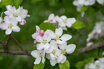 Apple tree flowers in spring.
