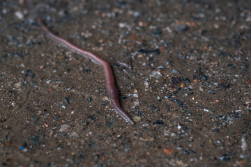 Earthworm on wet pavement. Worm crawls on wet asphalt after rain