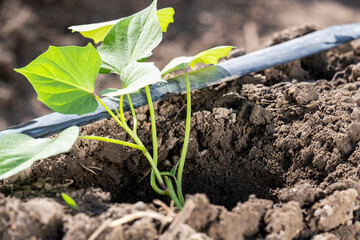 Young sapling of sweet potato in the hole before planting in the garden