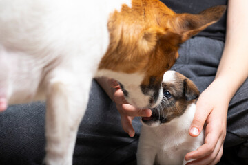 funny and cute jack Russell terrier puppy in children's hands.