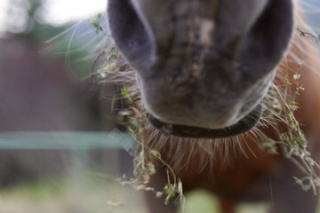 Close-up of the teeth of a horse eating. Blurry photo.