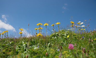meadow with blooming arnica and marguerites, alpine flowers, blue sky