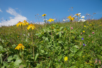 meadow with blooming arnica and marguerites, alpine flowers, blue sky