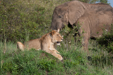 lioness in the savannah with an elephant behind her