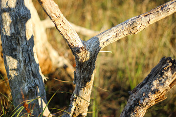 Nature Photo - Tree in Field by Lake