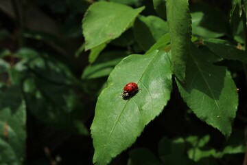 Red ladybug isolated on green leaf. Ladybug stands out against verdant green background