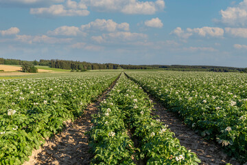 organic food and renewable energy, landscape with potato fields, full grown potato fields in a summer landscape