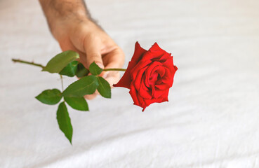 man,guy,hand giving red beautiful rose to his beloved,girlfriend.woman,girl hand is taking the...