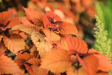 Orange leaves