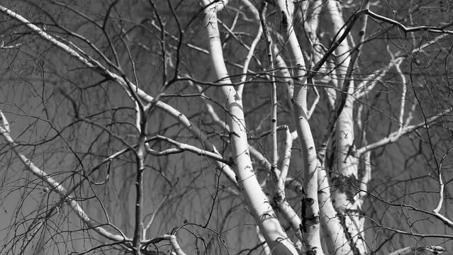 Black and white video. Natural abstract background of birch tree branches.
