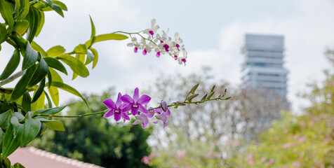 flower, nature, plant, pink, garden, spring, flowers, blossom, purple, summer, flora, bloom, beauty, closeup, wild, leaf, petal, color, close-up, heather, macro, herb, floral, blooming, branch, botany