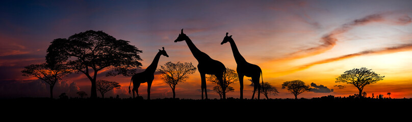 Panorama silhouette  Giraffe family and tree in africa with sunset.Tree silhouetted against a setting sun.Typical african sunset with acacia trees in Masai Mara, Kenya - obrazy, fototapety, plakaty