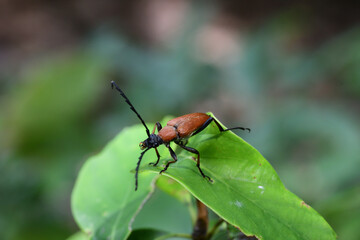 アカハナカミキリ（埼玉県/7月）