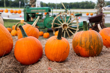 A row of fall orange pumpkins sitting on the ground at a fall festival at a local pumpkin patch