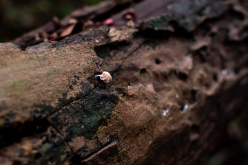 Small mushrooms that grow on logs with moss. blur nature background
