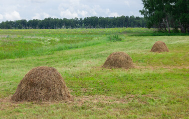 haystacks in the field