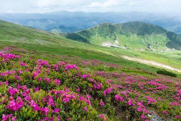 Fototapeta premium Blooming pink rhododendron flowers on the Chornogora range. Adorable summer view of Carpathian mountains with highest peak Hoverla on background, Ukraine, Europe.