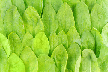 Pattern of fresh spinach leaves