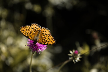 Kaisermantel Schmetterling