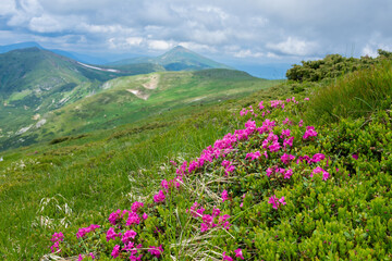 Obraz premium Blooming pink rhododendron flowers on the Chornogora range. Adorable summer view of Carpathian mountains with highest peak Hoverla on background, Ukraine, Europe.