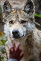 Fototapeta premium Child touching enclosure barrier as Mexican gray wolf looks forward