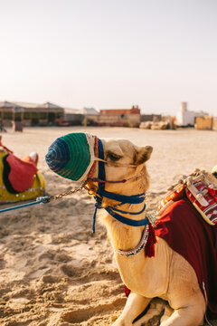 Camel resting on sand in camp