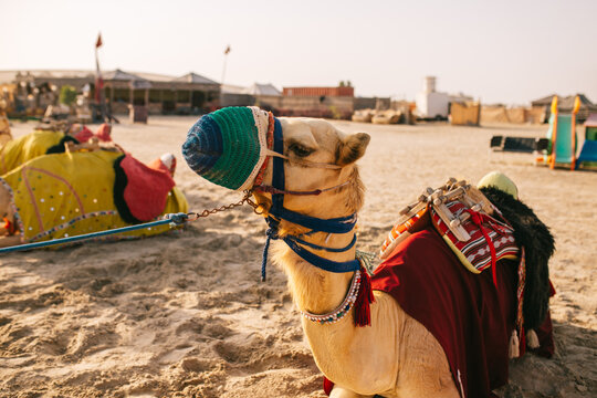 Camel resting on sand in camp
