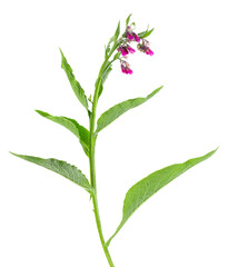 Comfrey bush with flowers, isolated on white background. Symphytum officinale plant. Herbal medicine. Clipping path.