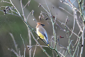 Colorful Cedar Waxwing bird perched in a tree