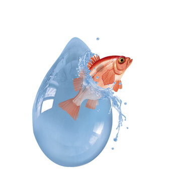 s&eacute;baste  , poisson, p&ecirc;che, aliment, argent, fruits de mer, eau douce, fleuve, attraper, &eacute;vasion, goutte, &eacute;clat&eacute;, sortir, queue, eau, &eacute;caill&eacute;e, fra&icirc;cheur, frais, fond blanc