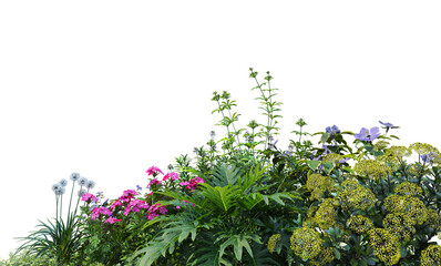 Shrubs and flowers on a white background