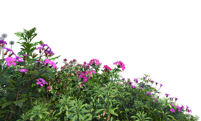 Shrubs and flowers on a white background