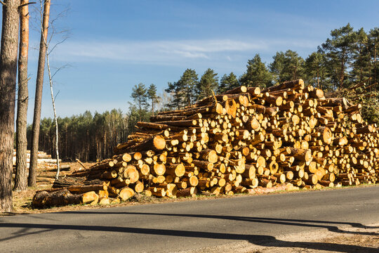 Felled trees in a forest clearing .