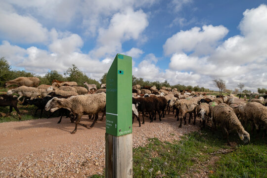 pastor con su reba&ntilde;o, Campo de Criptana, provincia de Ciudad Real, Castilla-La Mancha, Spain