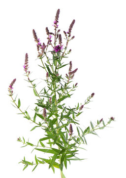 Purple loosestrife bush with flowers, isolated on white background. Lythrum salicaria. Herbal medicine. Clipping path.