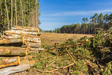 Felled trees in a forest clearing .