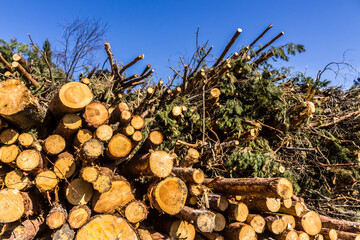 Felled trees in a forest clearing .
