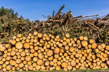 Felled trees in a forest clearing .