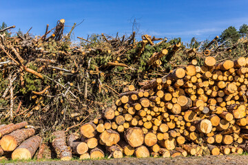 Felled trees in a forest clearing .