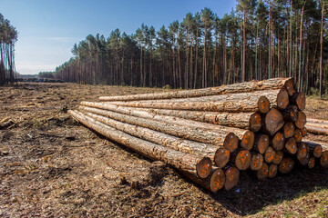 Felled trees in a forest clearing .