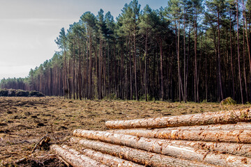 Felled trees in a forest clearing .