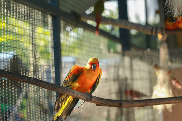 beautiful orange Macaw standing on tree branch and looking at camera