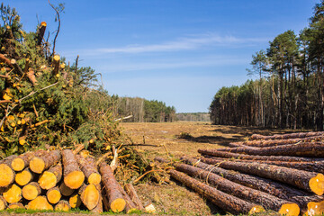 Felled trees in a forest clearing .