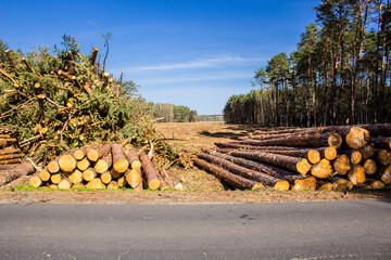 Felled trees in a forest clearing .