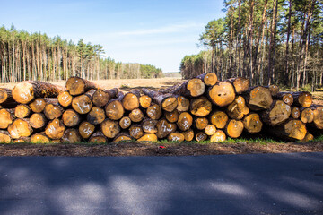 Felled trees in a forest clearing .